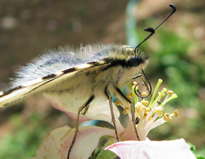 Farfalla.. - Iphiclides podalirius